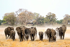 Nambwa-with-Elephants